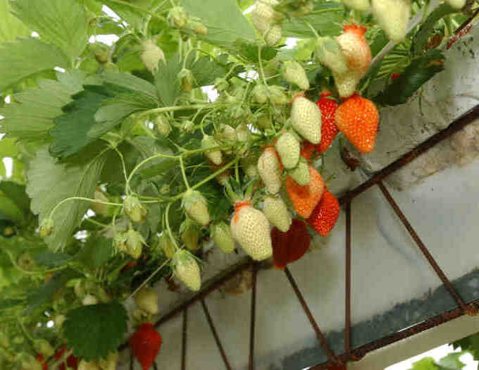 FRAISES 26-05-06 (30).JPG
